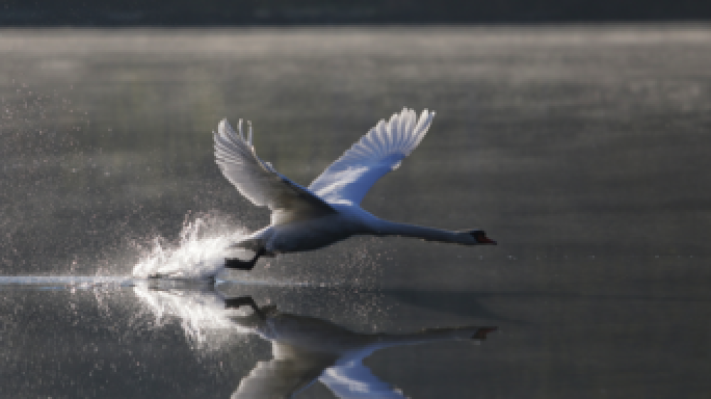 Клуб професійного розвитку психологів та психотерапевтів